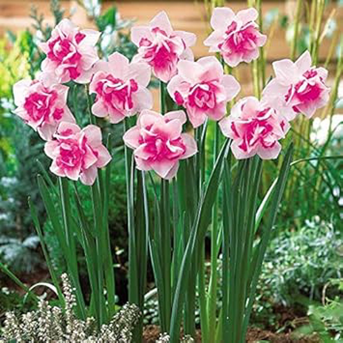 Pink Double Petal Narcissus Flower Seeds for Planting Heirloom, Non-GMO, High Germination Organic Garden Seeds