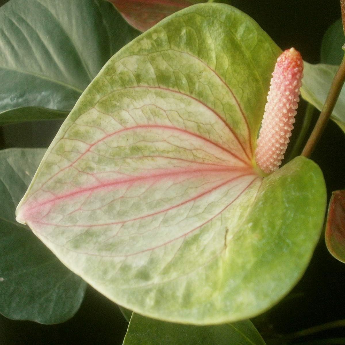 Pista Green Anthurium Flower Seeds for Planting Heirloom, Non-GMO, High Germination Organic Garden Seeds