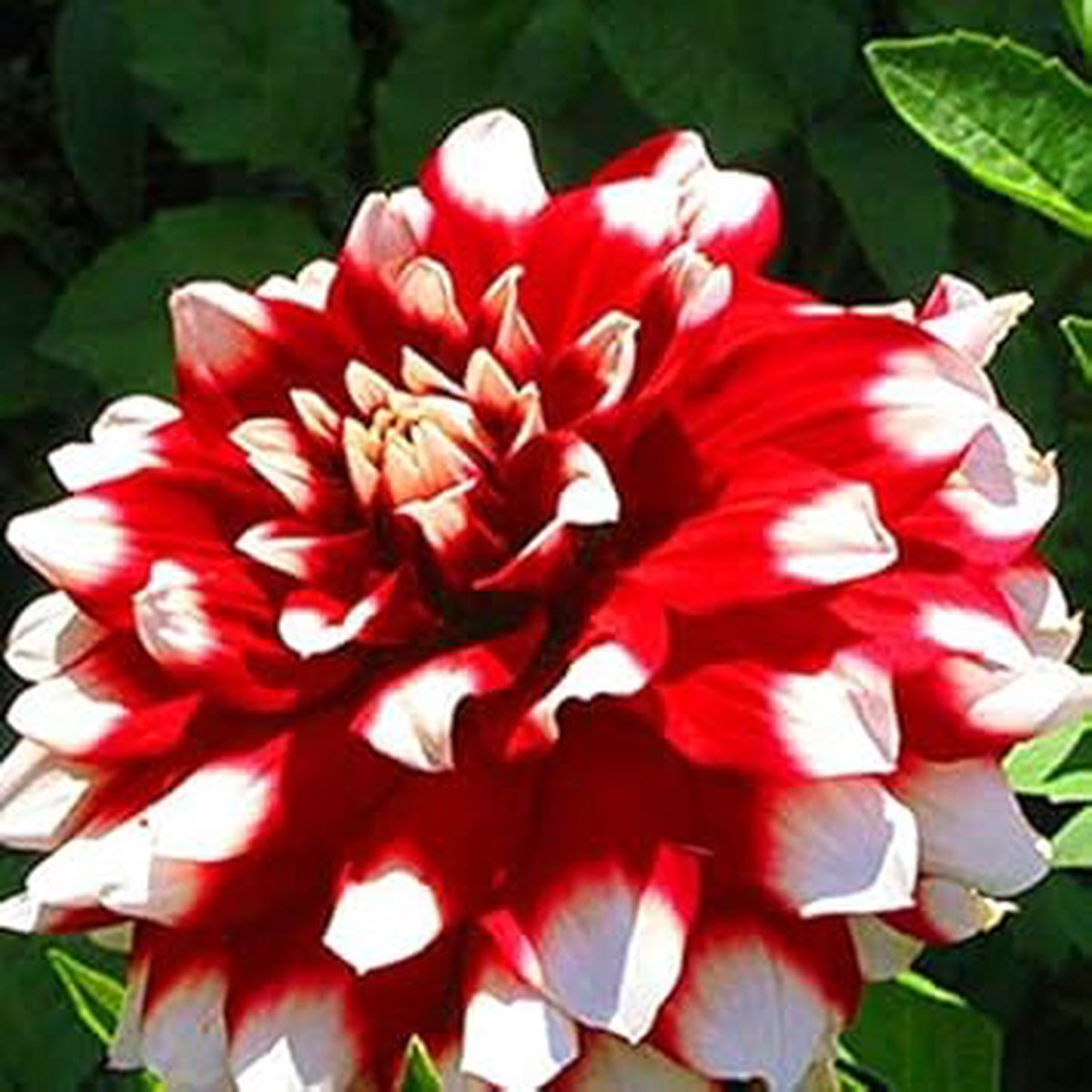Red & White Dahlia Flower Seeds for Planting Heirloom, Non-GMO Seeds