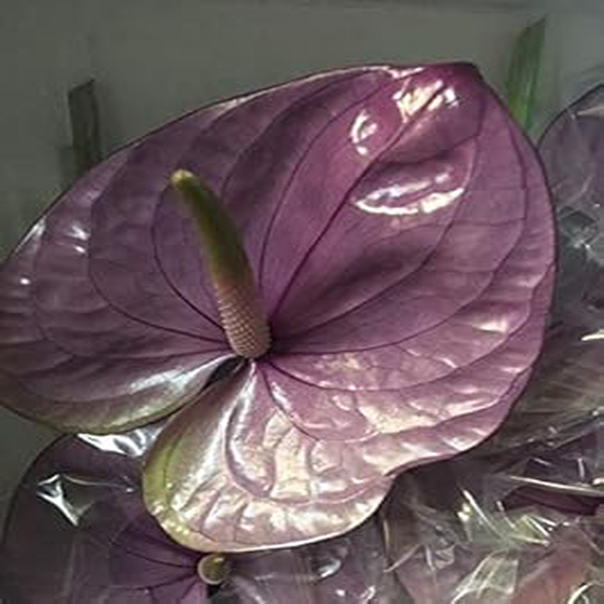 Sky Blue Purple Anthurium Linden Flower Seeds for Planting Heirloom, Non-GMO, High Germination Organic Garden Seeds