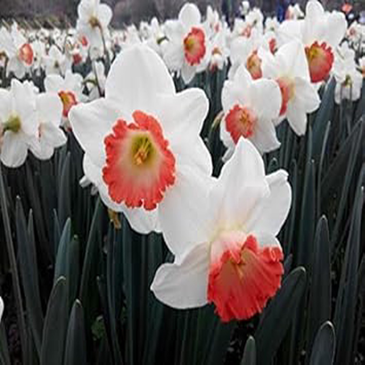 White Orange Double Petal Narcissus Flower Seeds for Planting Heirloom Non-GMO | High Germination Organic Garden Seeds