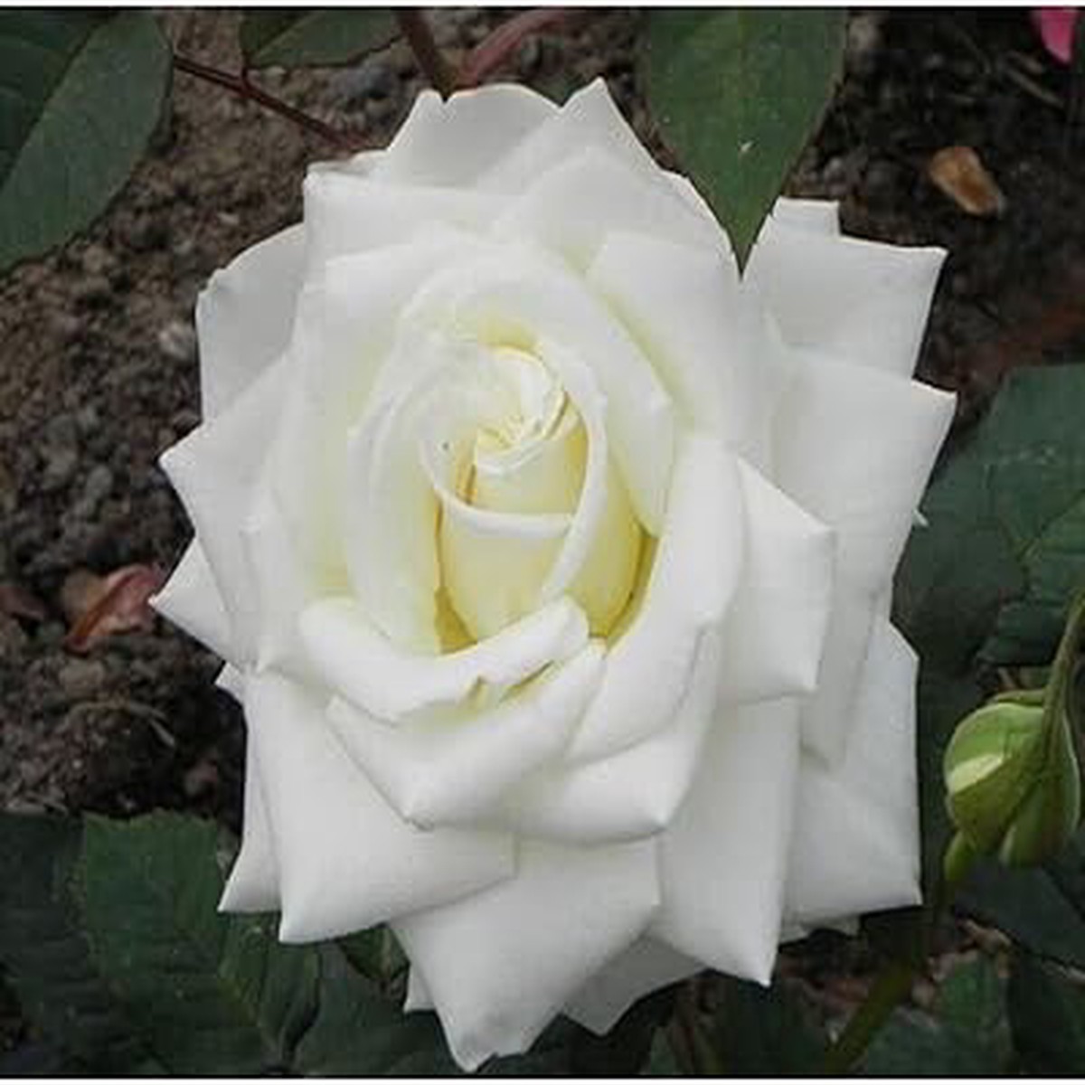 White Rose Heirloom Non-GMO Seeds for Planting