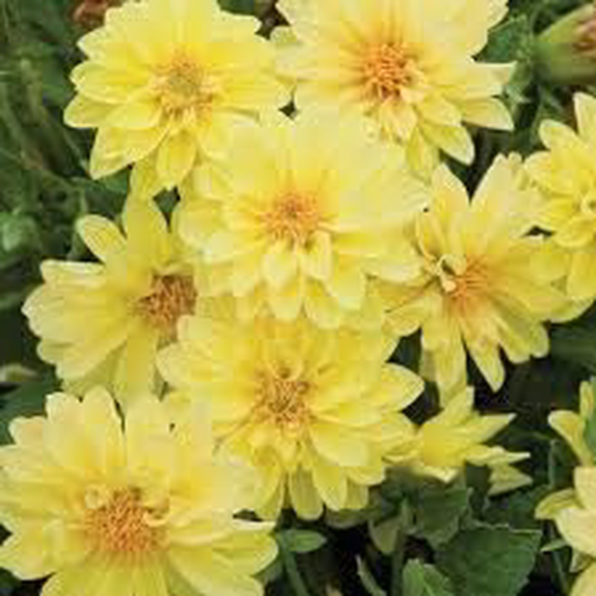 Yellow Dahlia Perennial Flower Seeds Heirloom Non-GMO Seeds for Garden Planting