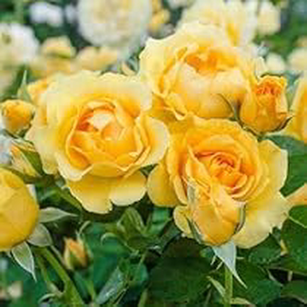 Yellow Double Petal English Rose Seeds for Planting Heirloom Non-GMO | High Germination Organic Garden Seeds