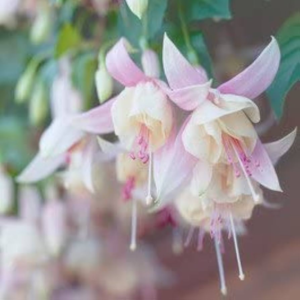 Baby Pink Fuchsia Heirloom Non-GMO Seeds for Planting High Germination Organic Garden Seeds for Hanging Baskets & Borders