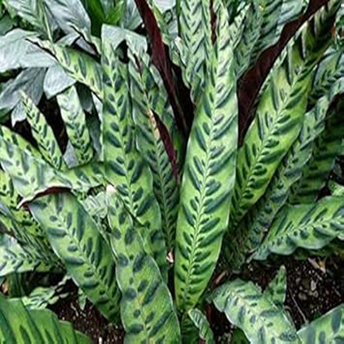 Calathea Warscewiczii Flower Seeds for Planting Heirloom Non-GMO High Germination Organic Garden Seeds