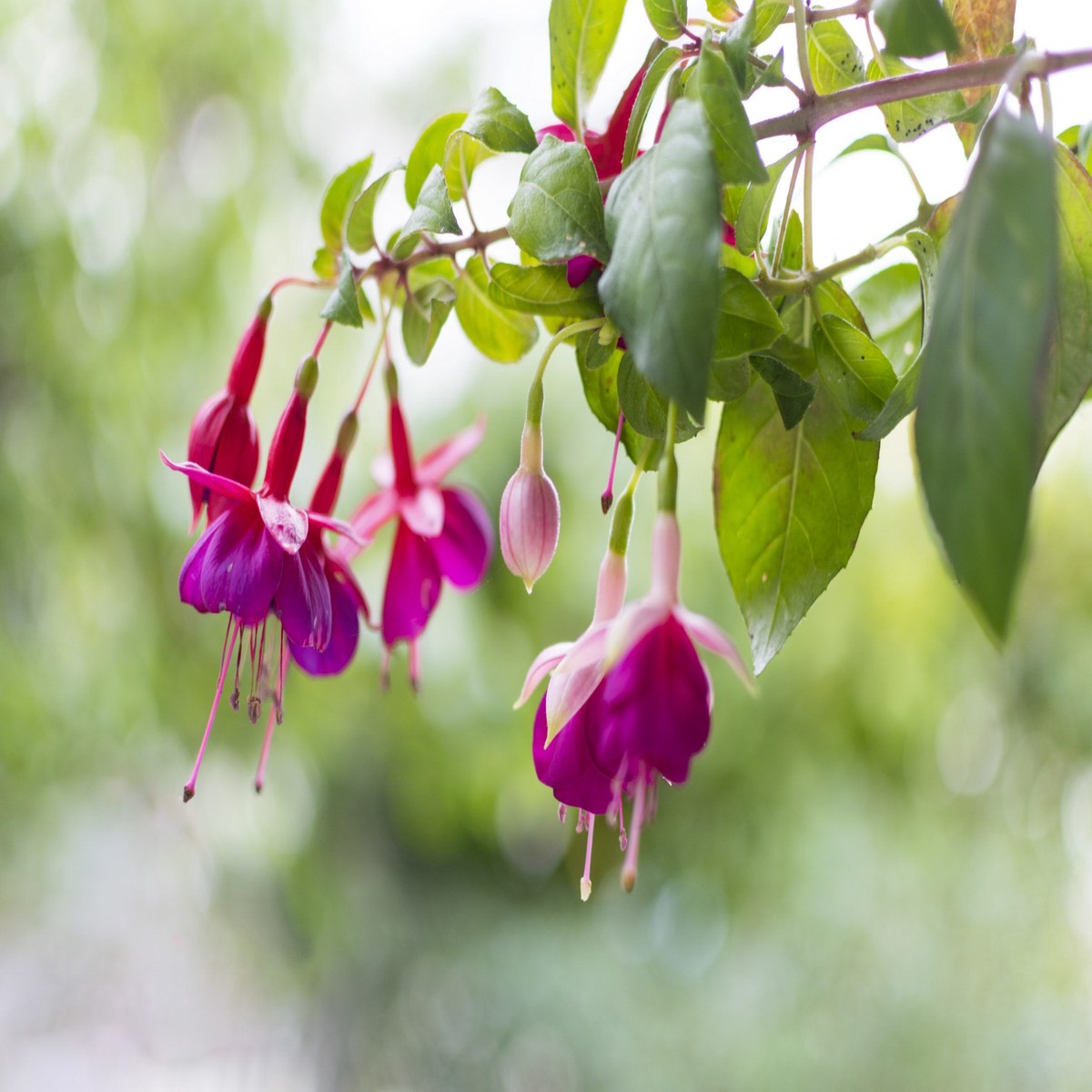 Double-Petal Blue & Pink Fuchsia Heirloom Non-GMO Seeds for Planting High Germination Organic Garden Seeds