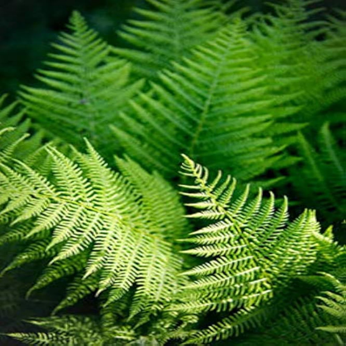 Green Fern Plant Seeds for Planting - Heirloom Non GMO Shade Loving Indoor Outdoor Seeds