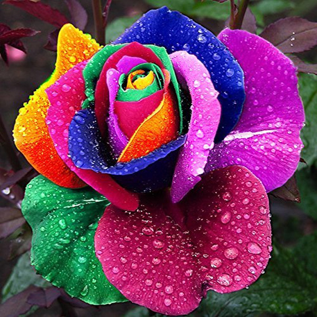 Green Rainbow Potted Rose Heirloom Non-GMO Seeds for Planting High Germination Organic Garden Seeds for Unique Blooms