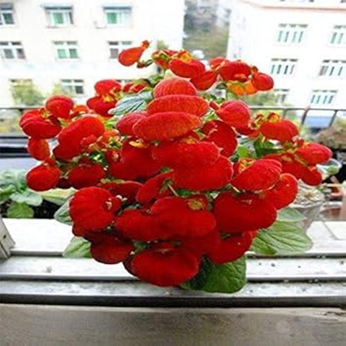 Heirloom Non-GMO Calceolaria Flower Seeds Red Blooms | High Germination Organic Garden Seeds for Planting