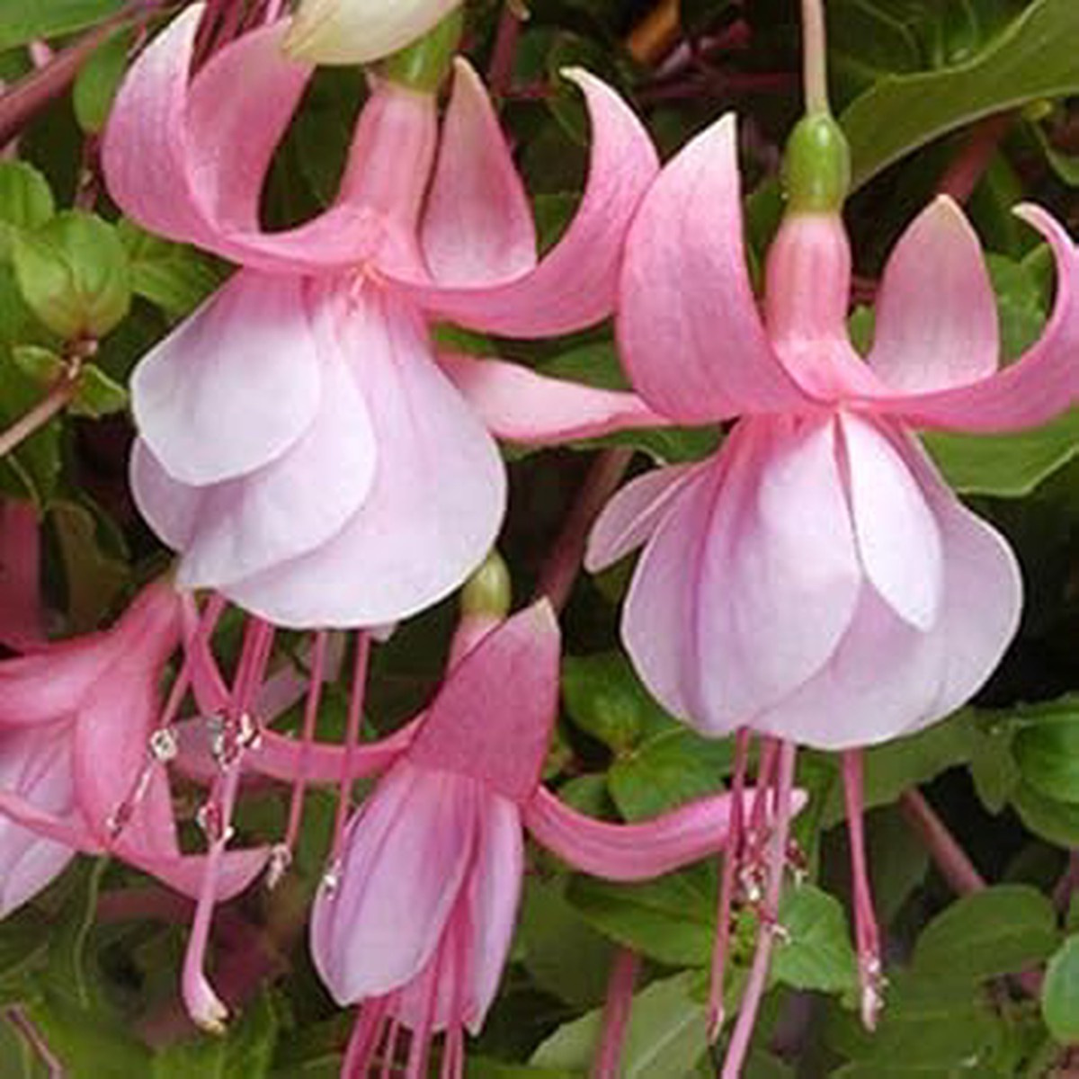 Heirloom Non-GMO Fuchsia Flower Seeds Light Pink Blooms for Planting Organic Garden Seeds, High Germination