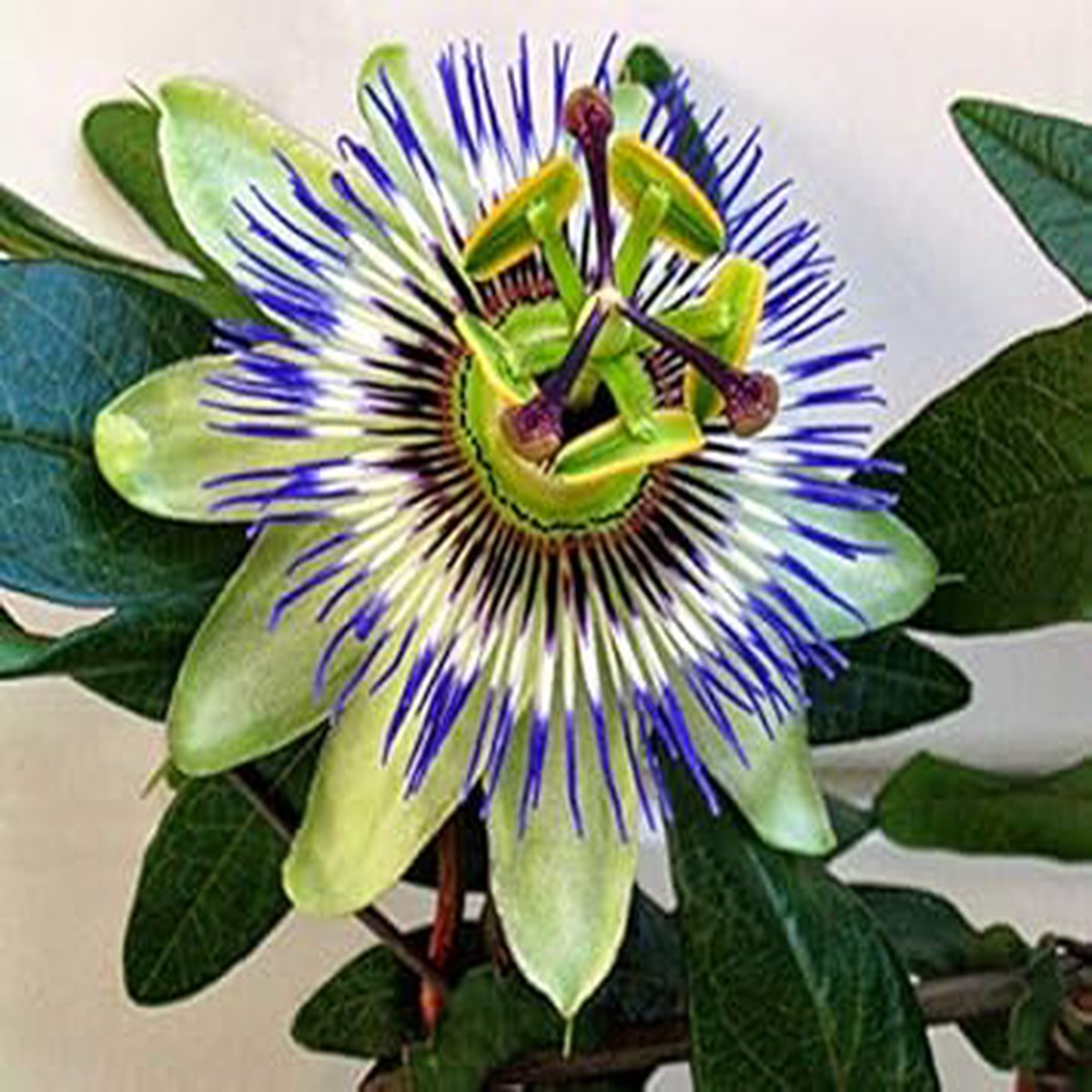 Heirloom Pistachio Green Passion Flower Seeds for Planting Non-GMO, High Germination Organic Garden Seeds