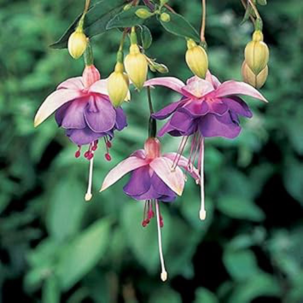 Light Green & Blue Fuchsia Heirloom Non-GMO Seeds for Planting High Germination Organic Garden Seeds for Unique Blooms