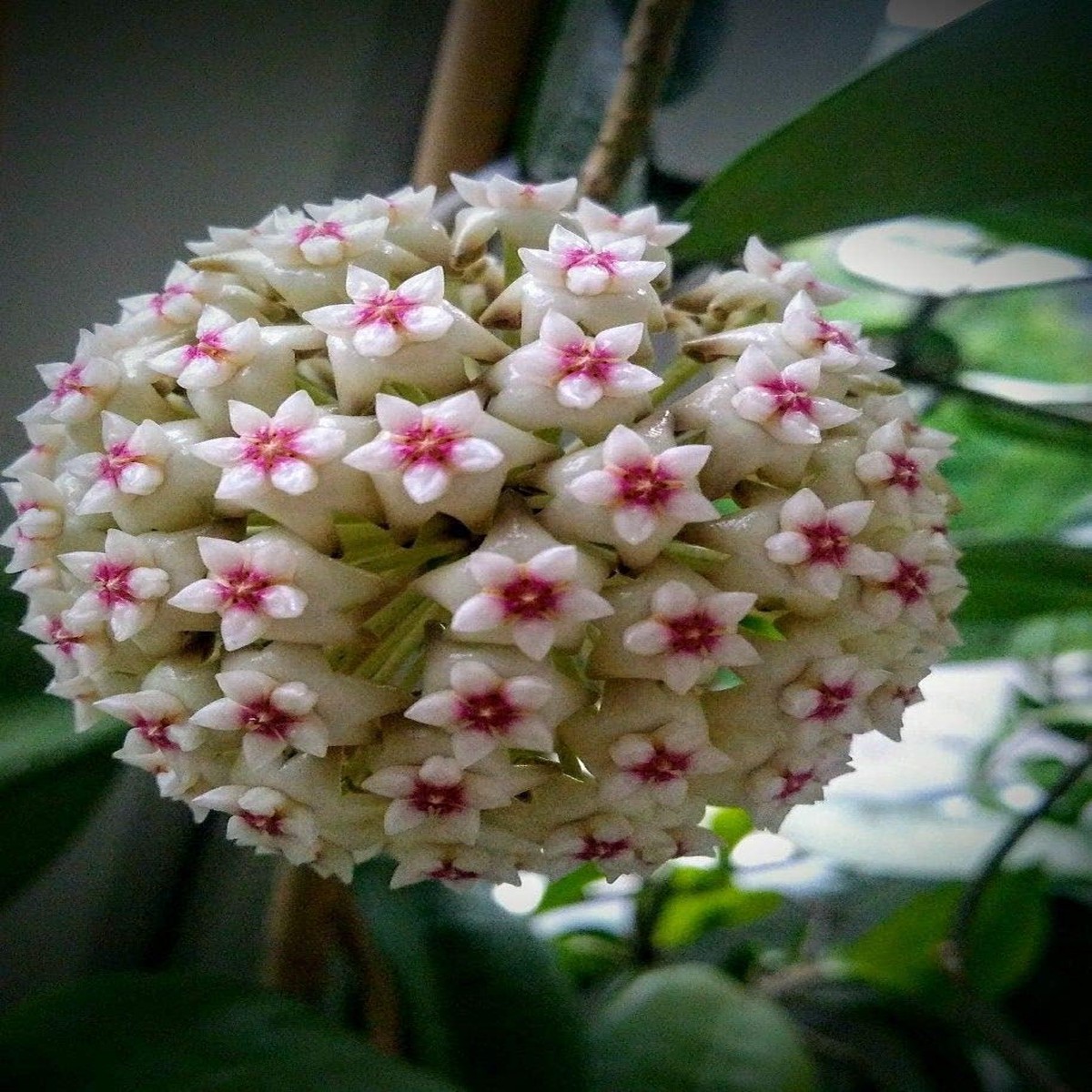 Lime Green Maroon Hoya Carnosa Flower Seeds for Planting Heirloom Non-GMO | High Germination Organic Garden Seeds