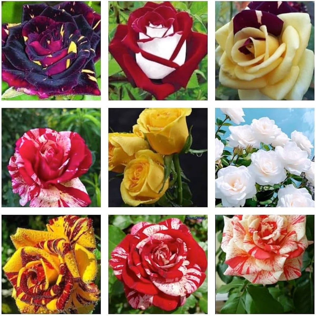 Mixed Color Germany Rose Flower Seeds for Planting Heirloom Non-GMO High Germination Organic Garden Seeds