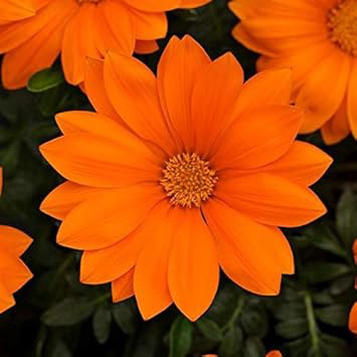 Orange Gazania Heirloom Non-GMO Seeds for Planting High Germination Organic Garden Seeds for Vibrant Blooms