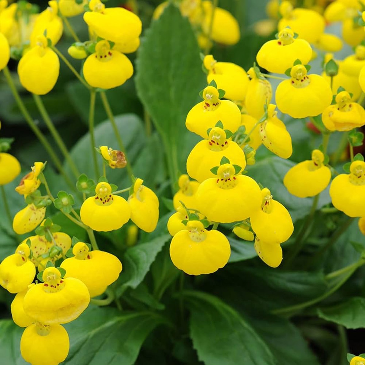 Organic Yellow Calceolaria Flower Seeds for Planting Heirloom, Non-GMO, High Germination Organic Garden Seeds