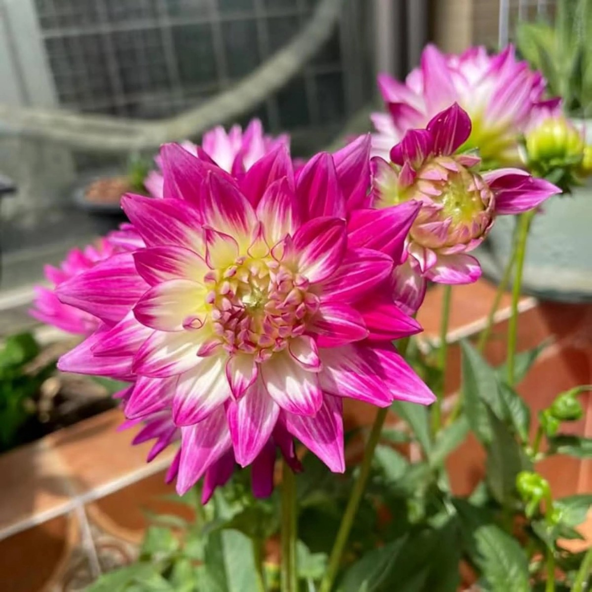 Pink & Yellow Dahlia Flower Seeds Heirloom Non-GMO Seeds for Planting, High Germination Organic Garden Seeds