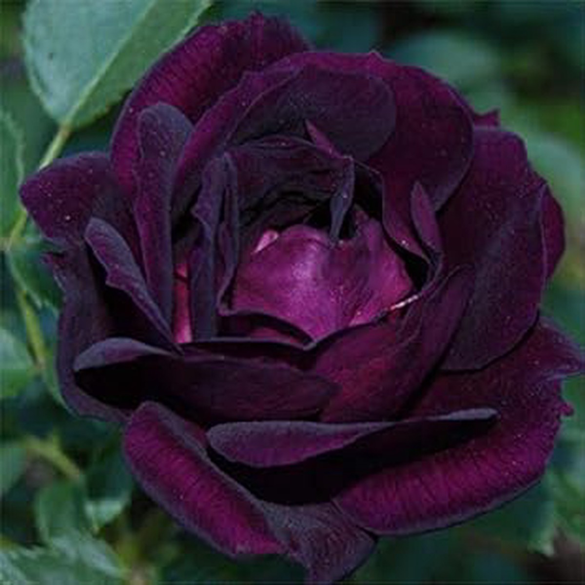 Purple & Black Rose Heirloom Non-GMO Seeds for Planting High Germination Organic Garden Seeds for Unique Blooms