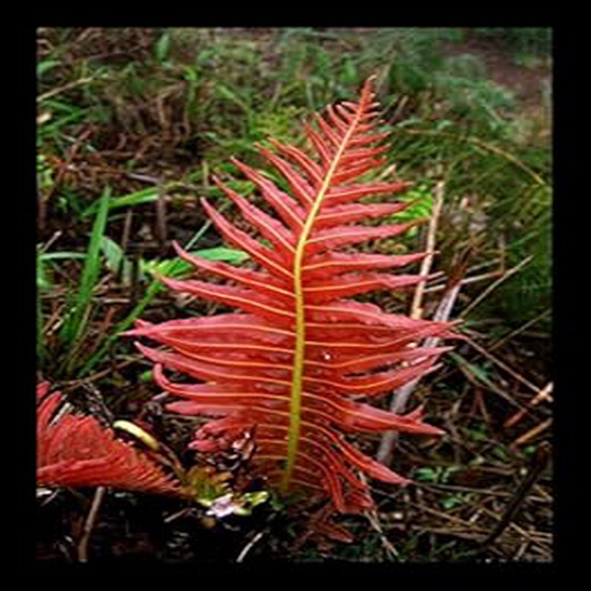 Red Fern Pteridophyta Plant Seeds Heirloom Non-GMO Seeds for Planting, High Germination Organic Garden Seeds
