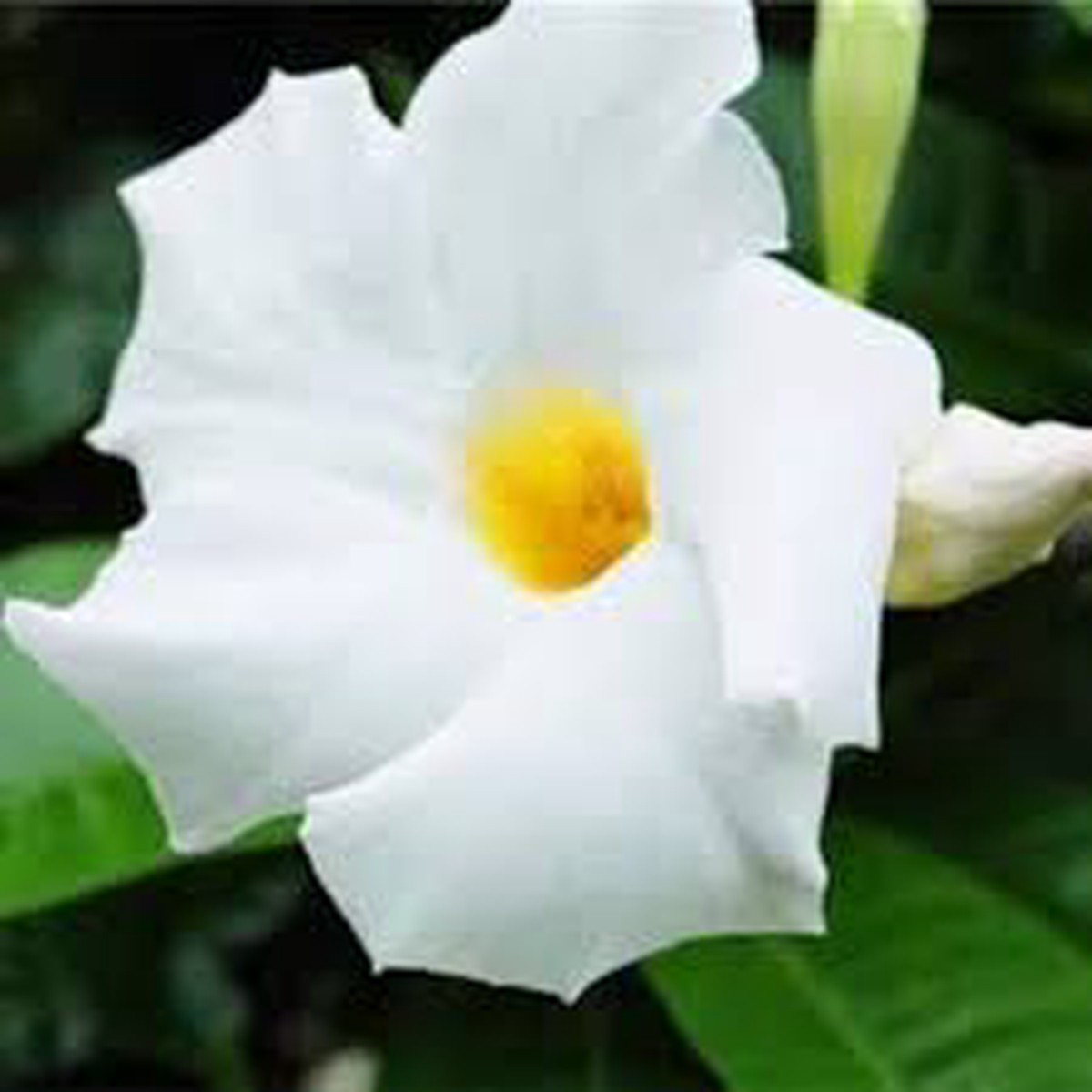 White Mandevilla Sanderi Flower Seeds for Planting Heirloom Non-GMO, High Germination Organic Garden Seeds