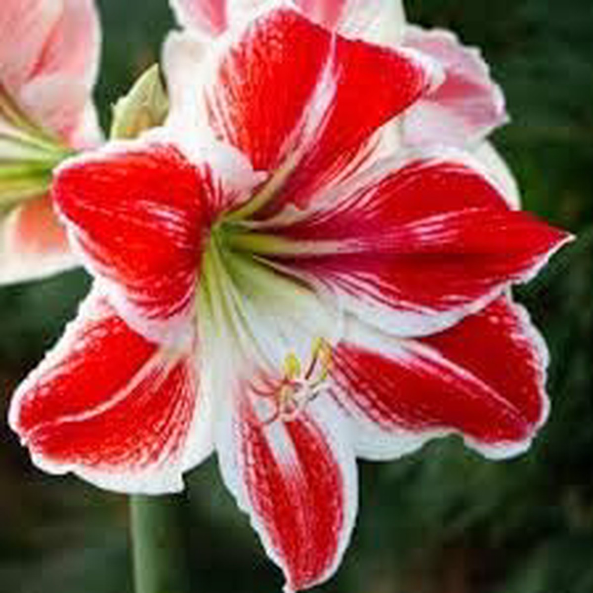 Amaryllis Red & White Flower Seeds for Planting Heirloom, Non-GMO, Organic Garden Seeds, High Germination Blooms