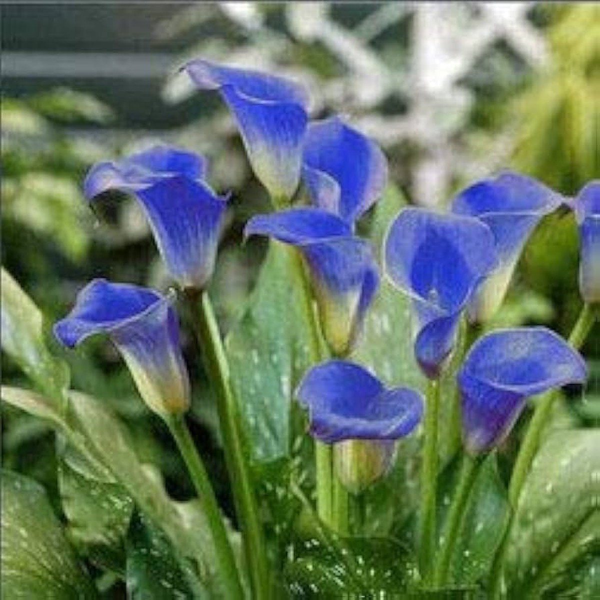 Blue Calla Lily Flower Seeds for Planting Heirloom, Non-GMO, High Germination Organic Garden Seeds for Elegant Blooms