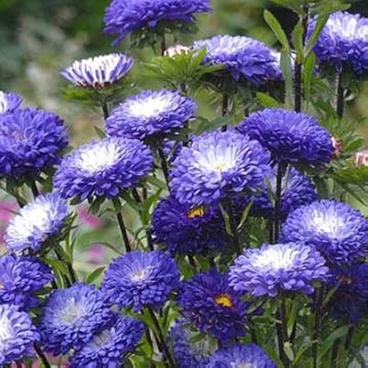 Blue & White China Aster Heirloom Non-GMO Seeds for Planting High Germination Organic Garden Seeds for Vibrant Blooms