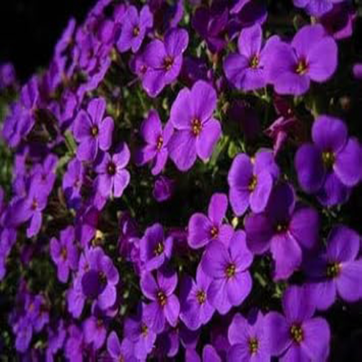 Dark Violet Rock Cress Heirloom Non-GMO Seeds for Planting High Germination Organic Garden Seeds for Edging & Ground Cover