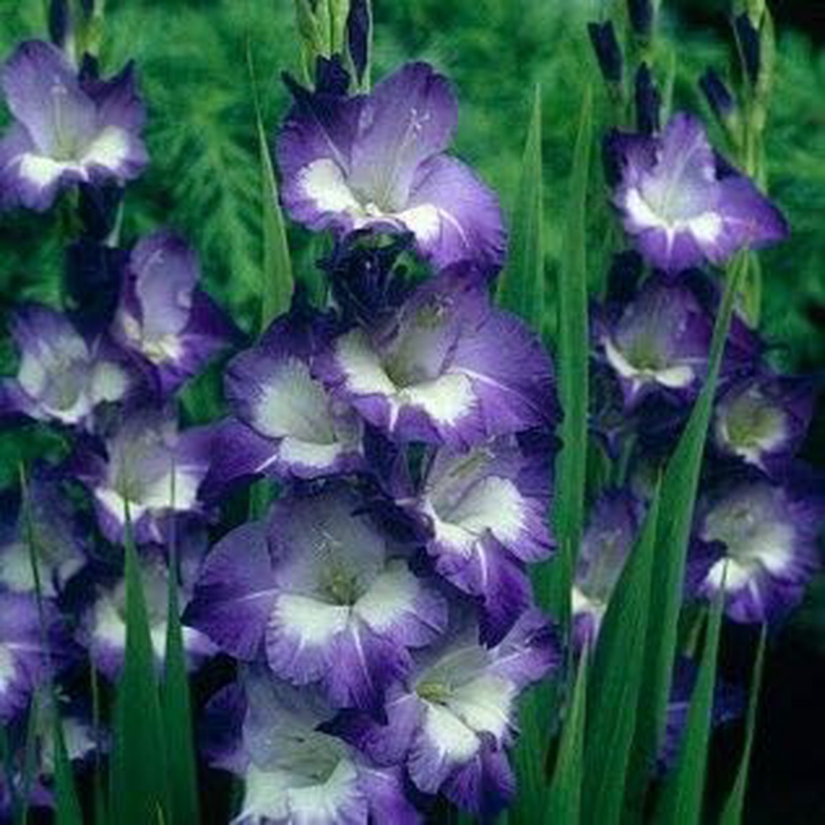 Dark Violet & White Gladiolus Heirloom Non-GMO Seeds for Planting High Germination Organic Garden Seeds
