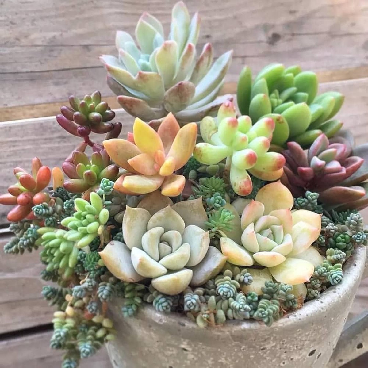 Dudleya Farinosa Succulent Plant Seeds Heirloom Non-GMO Organic Garden Seeds for Planting, High Germination