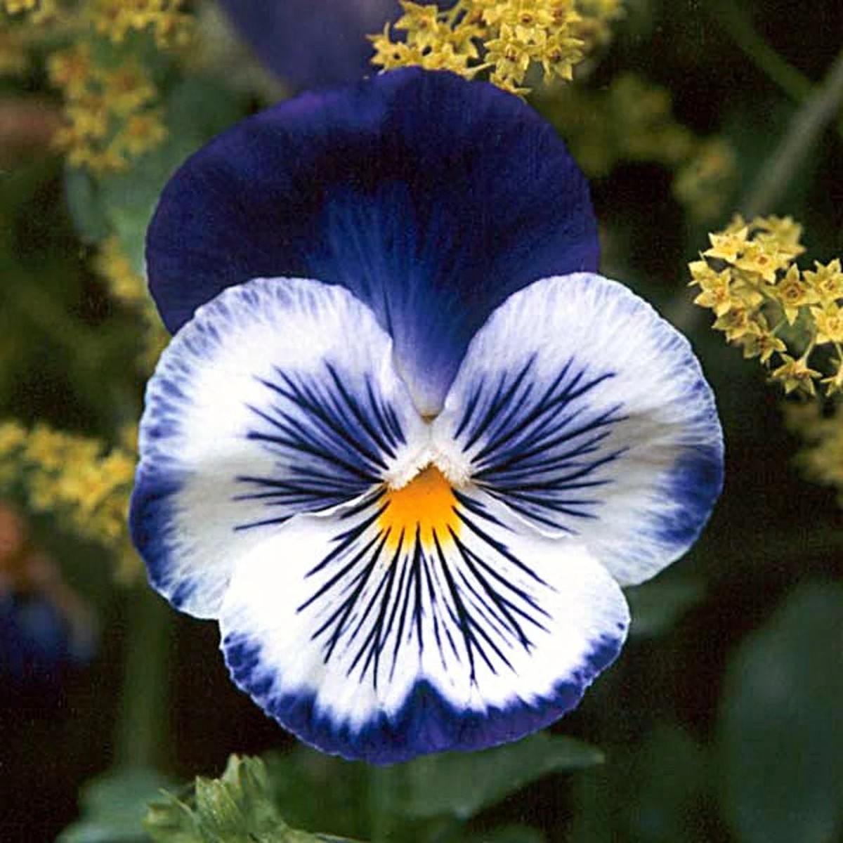 Fresh Blue Mix Pansy Heirloom Non-GMO Seeds for Planting High Germination Organic Garden Seeds