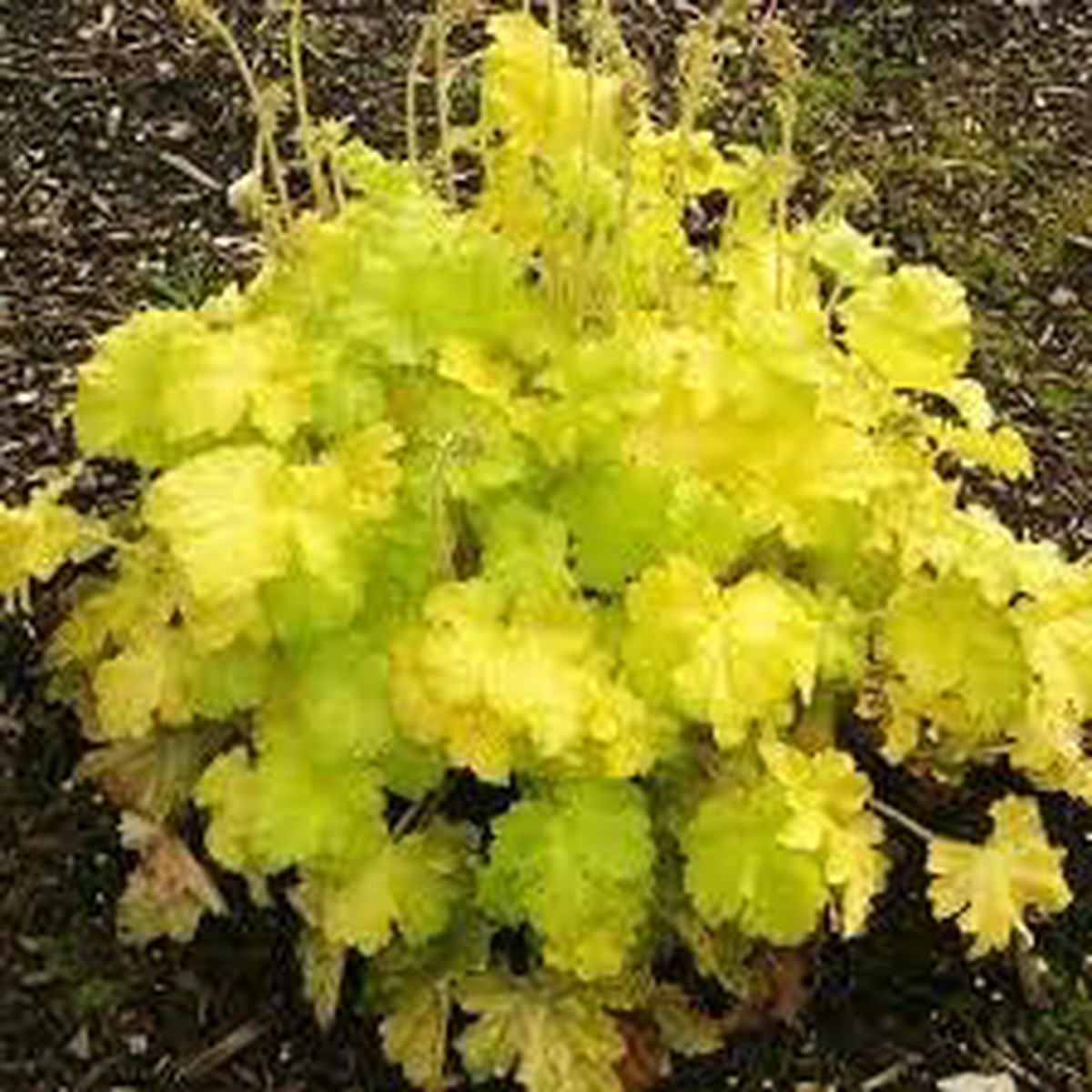 Fresh Heuchera Flower Seeds for Planting Yellow Blooms, Heirloom, Non-GMO, High Germination Organic Garden Seeds