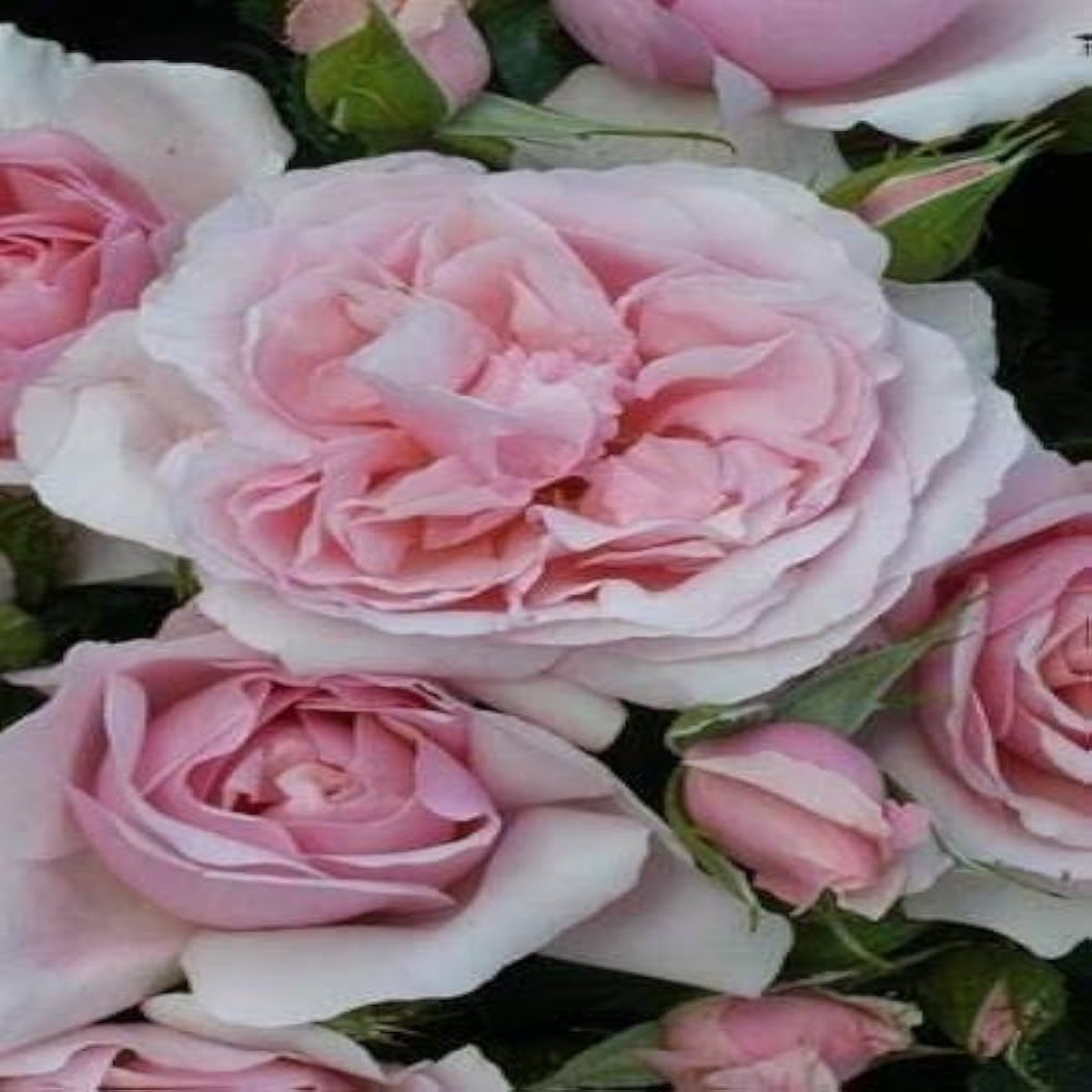 Fresh Light Pink Osiria Rose Seeds for Planting Heirloom, Non-GMO, High Germination Organic Garden Seeds for Elegant Blooms