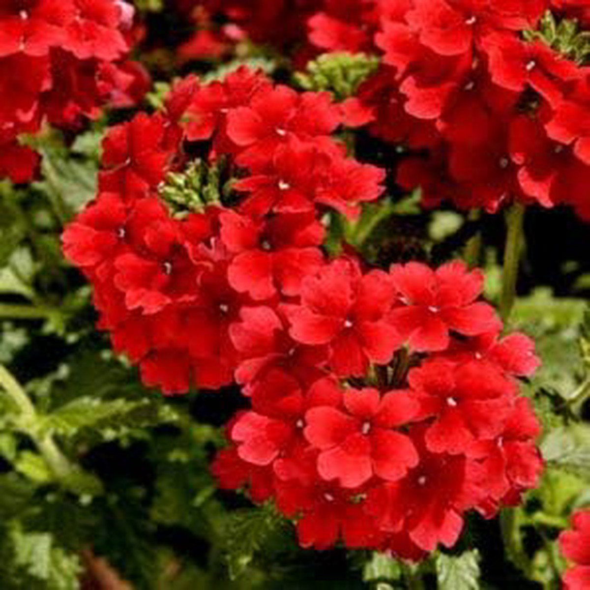 Fresh Red Verbena Heirloom Non-GMO Seeds for Planting High Germination Organic Garden Seeds for Bright, Long-Lasting Blooms