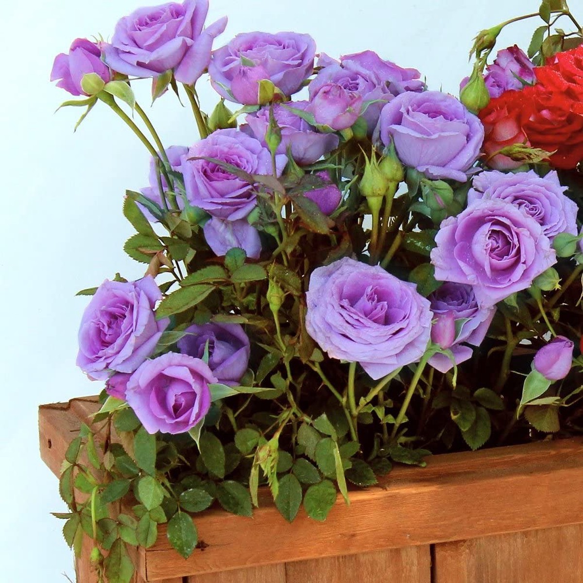 Fresh Unique Purple Mix Rose Heirloom Non-GMO Seeds for Planting High Germination Organic Garden Seeds