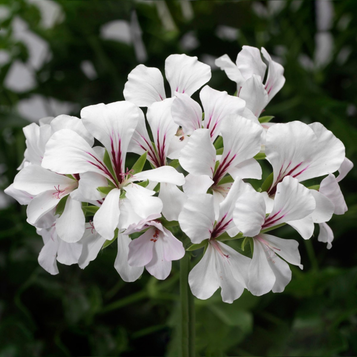 Fresh White Geranium Flower Seeds for Planting Heirloom Non-GMO | High Germination Organic Garden Seeds