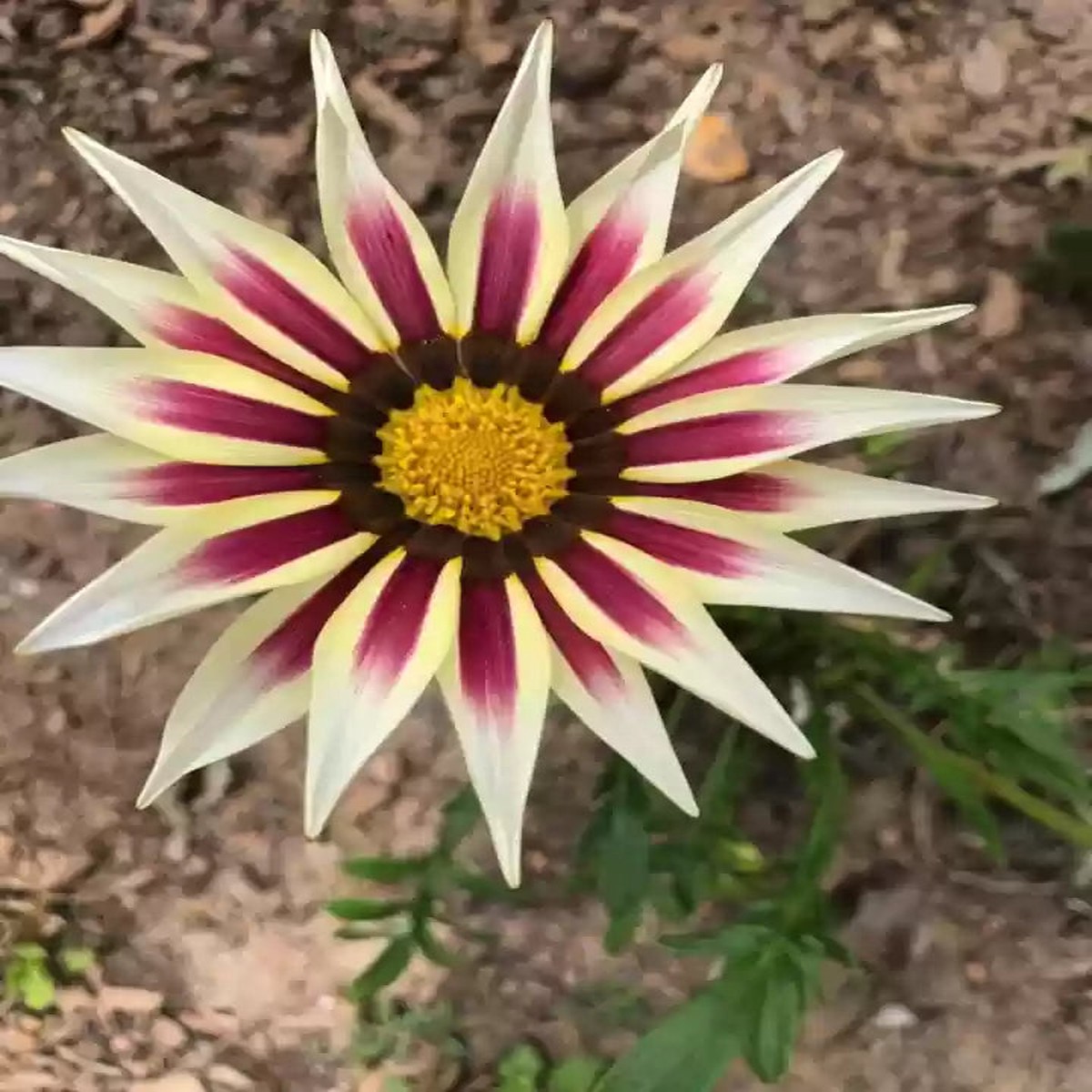 Gazania Flower Seeds Heirloom Non-GMO Pink Yellow Mix | High Germination Organic Garden Seeds for Planting