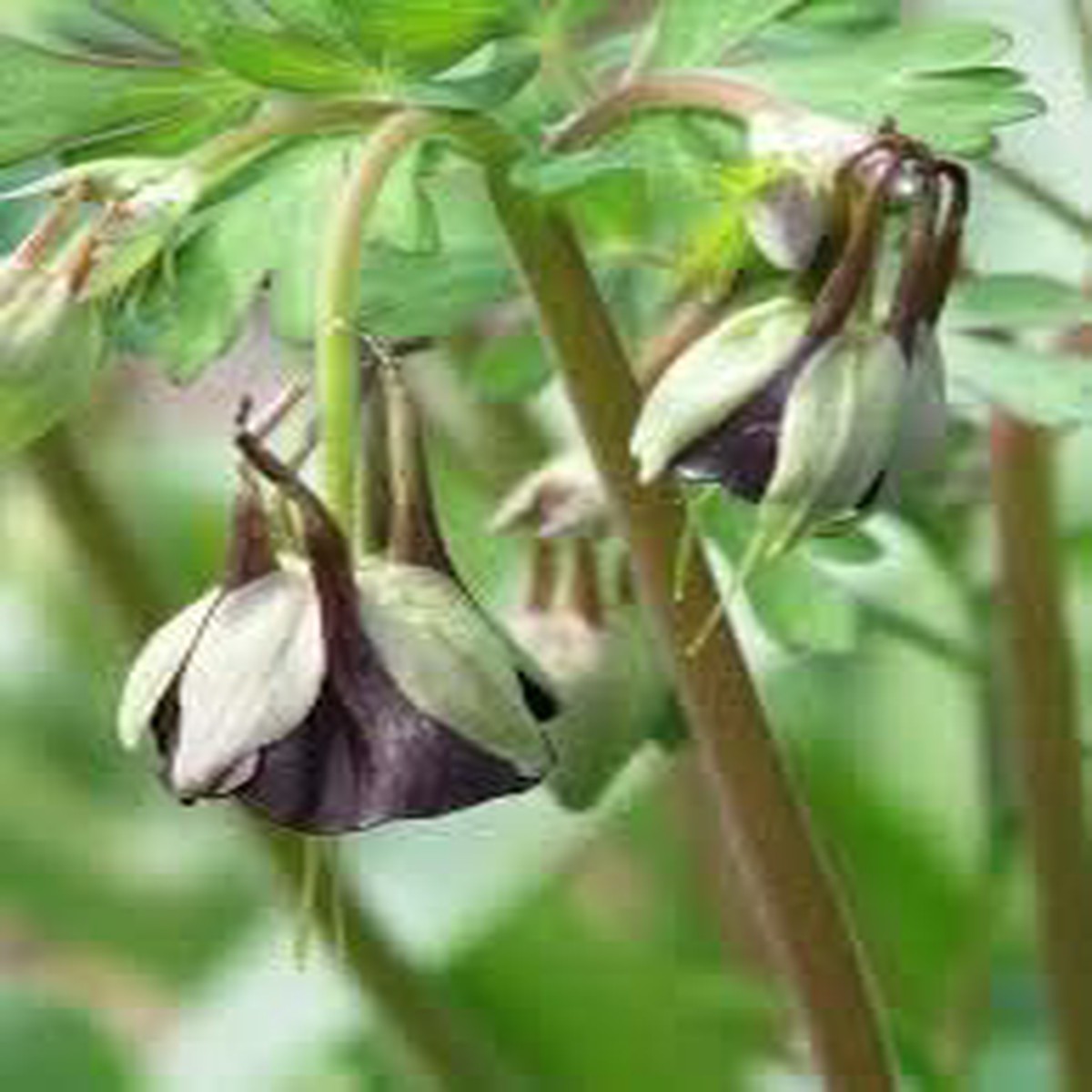 Heirloom Brown & Green Fuchsia Flower Seeds for Planting Non-GMO, High Germination Trailing Organic Garden Seeds