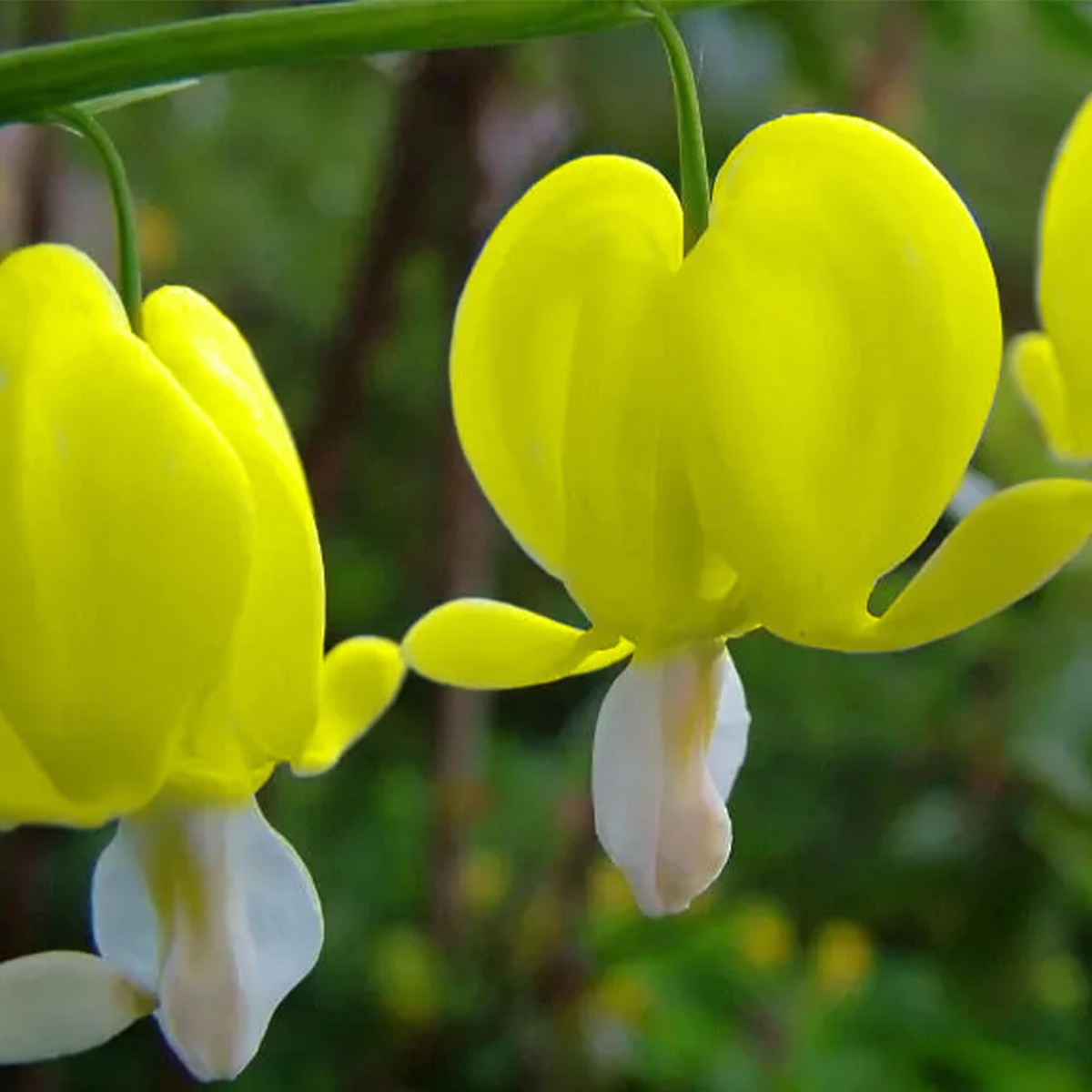 Heirloom Dark Yellow Heart Flower Seeds for Planting Non-GMO, High Germination Organic Garden Seeds for Annual Blooms