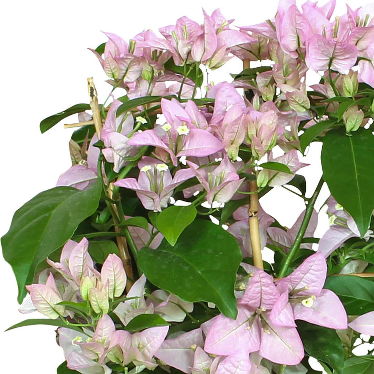 Heirloom Light Purple Bougainvillea Flower Seeds Non-GMO | High Germination Organic Garden Seeds for Planting