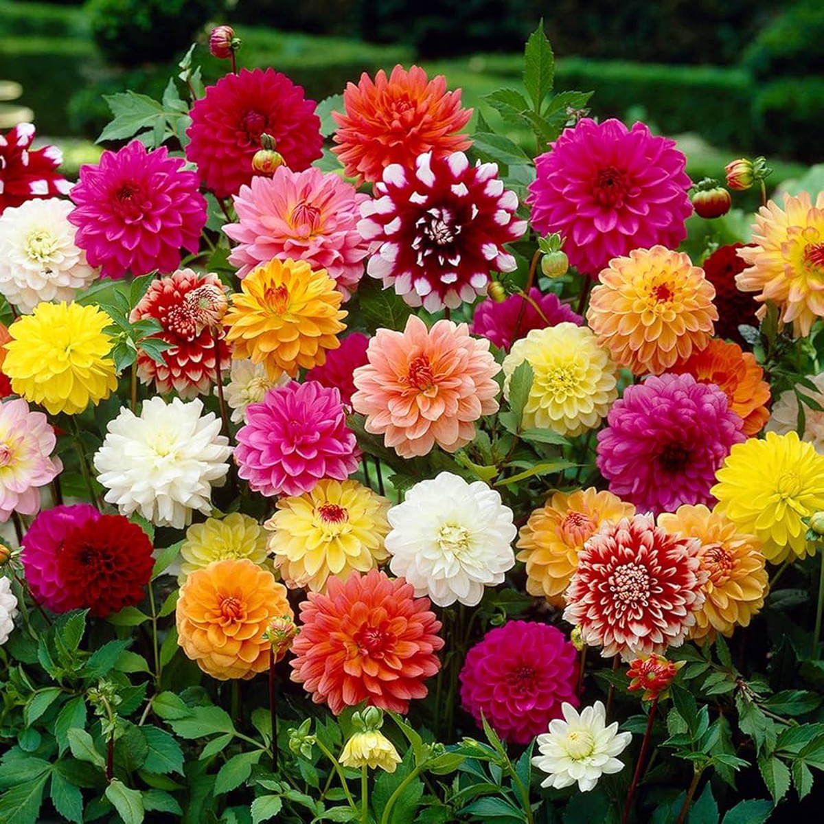 Heirloom Mixed Color Dahlia Flower Seeds Non-GMO, Organic Garden Seeds for Planting with High Germination Rate