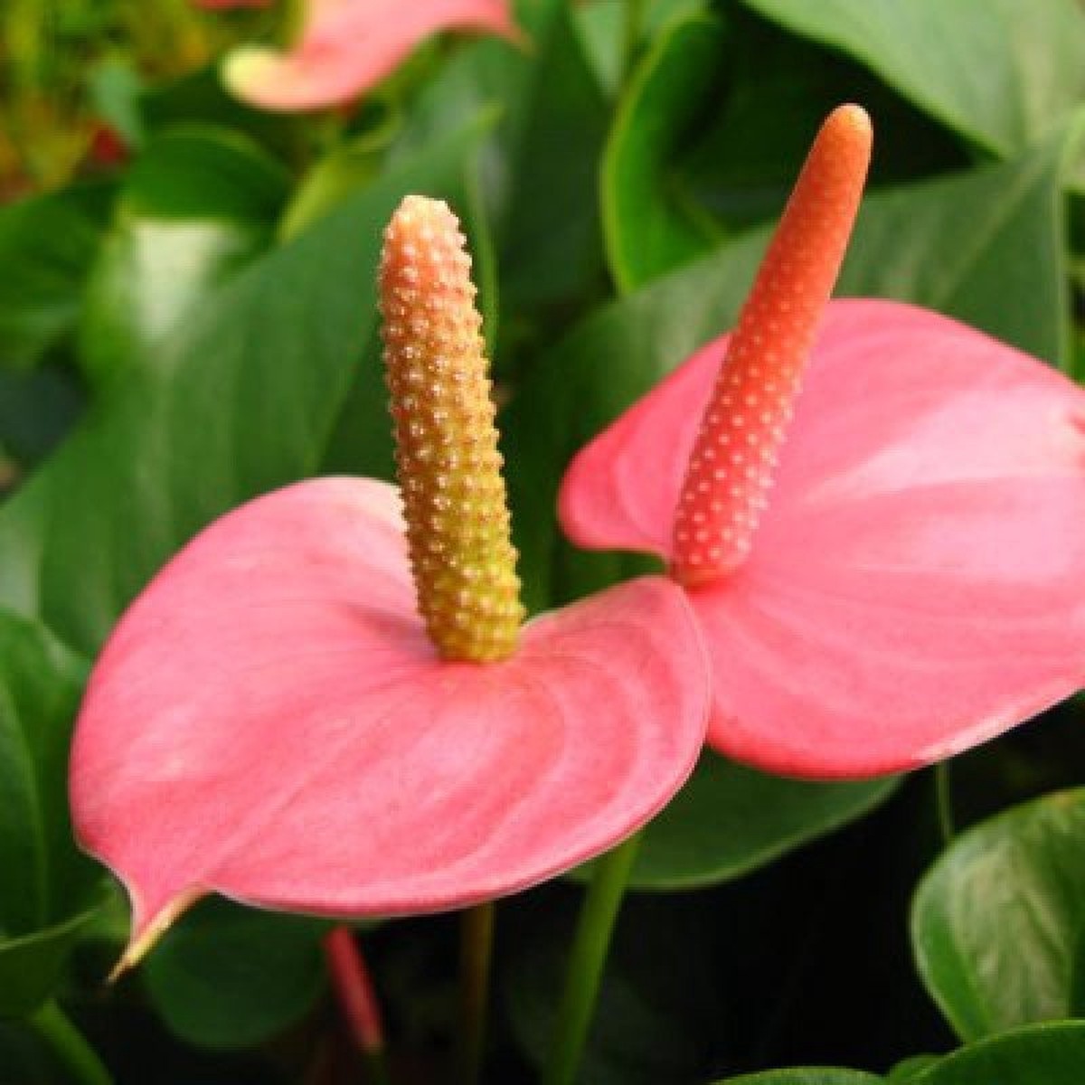 Heirloom Non-GMO Anthurium Flower Seeds for Planting Fresh Pink Exotic Blooms, High Germination Organic Garden Seeds