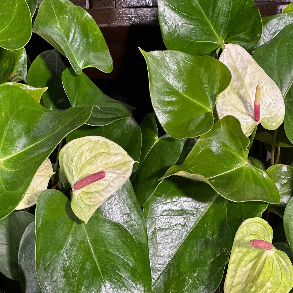 Heirloom Non-GMO Anthurium Flower Seeds for Planting Sea Green Exotic Blooms, Fresh Vibrant Organic Garden Seeds