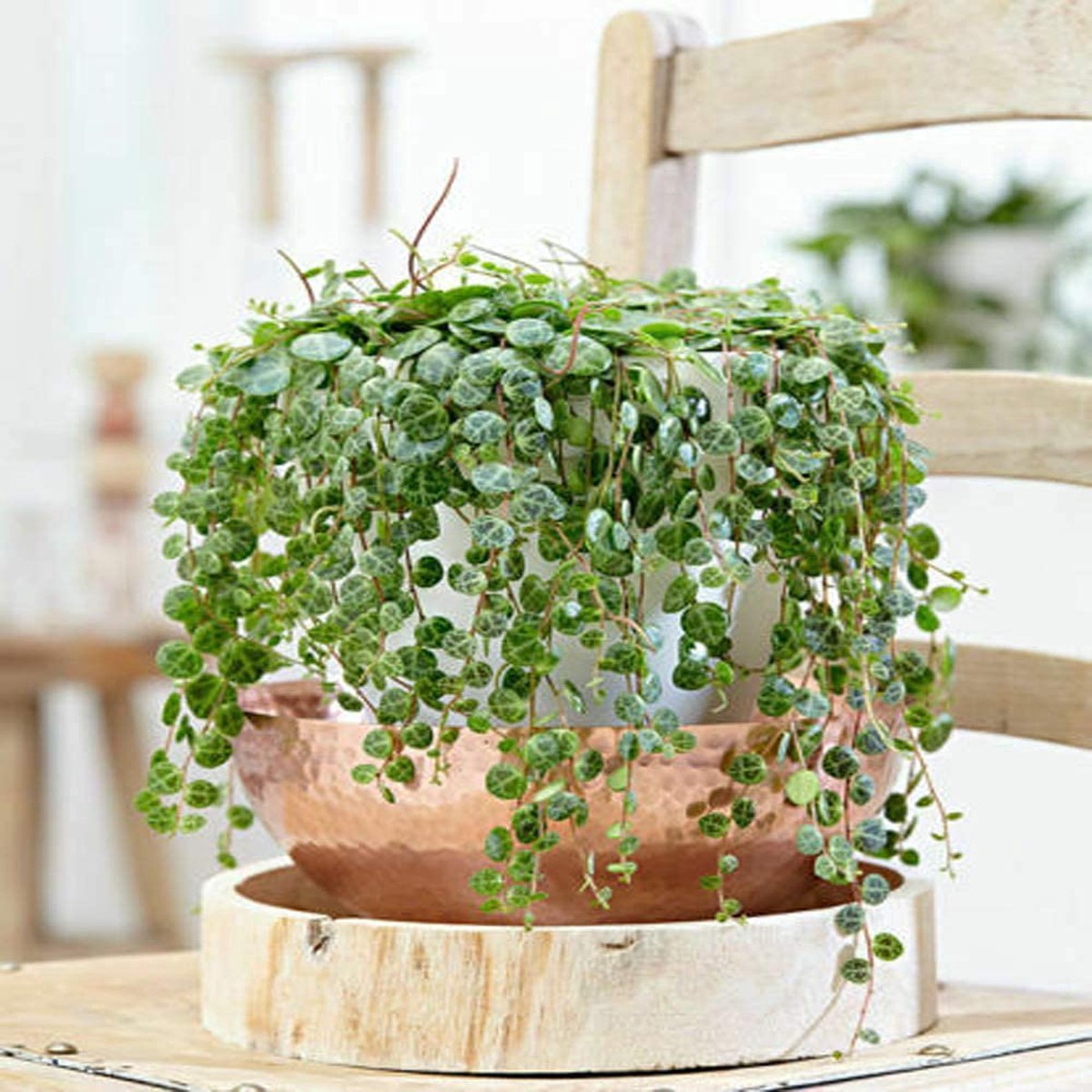 Heirloom Peperomia Prostrata Succulent Seeds Non-GMO Ornamental Seeds for Planting, High Germination Organic Garden Seeds