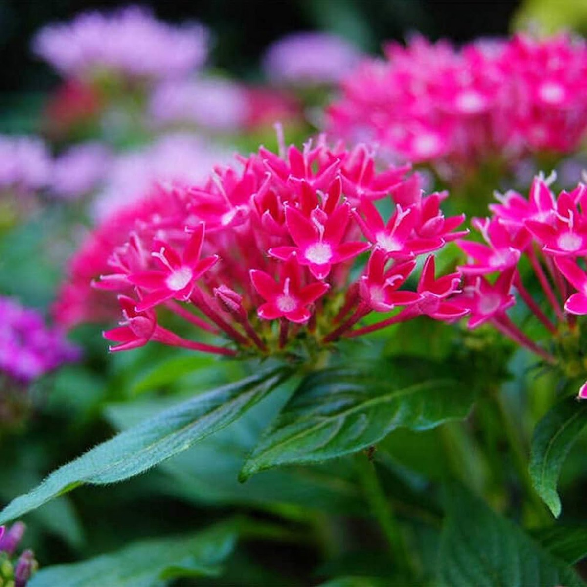Heirloom Pink Lanceolata Flower Seeds for Planting Non-GMO Perennial Organic Garden Seeds, High Germination