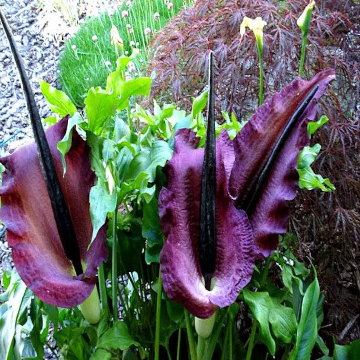 Heirloom Purple Corpse Titan Arum Flower Seeds for Planting - Non-GMO, High Germination Rare Organic Garden Seeds