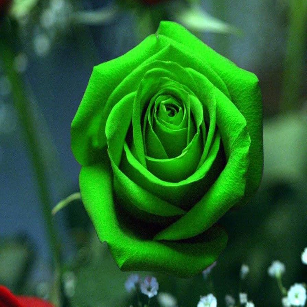 Heirloom Sea Green Rose Flower Seeds for Planting Non-GMO, Rare Blooms, High Germination Organic Garden Seeds