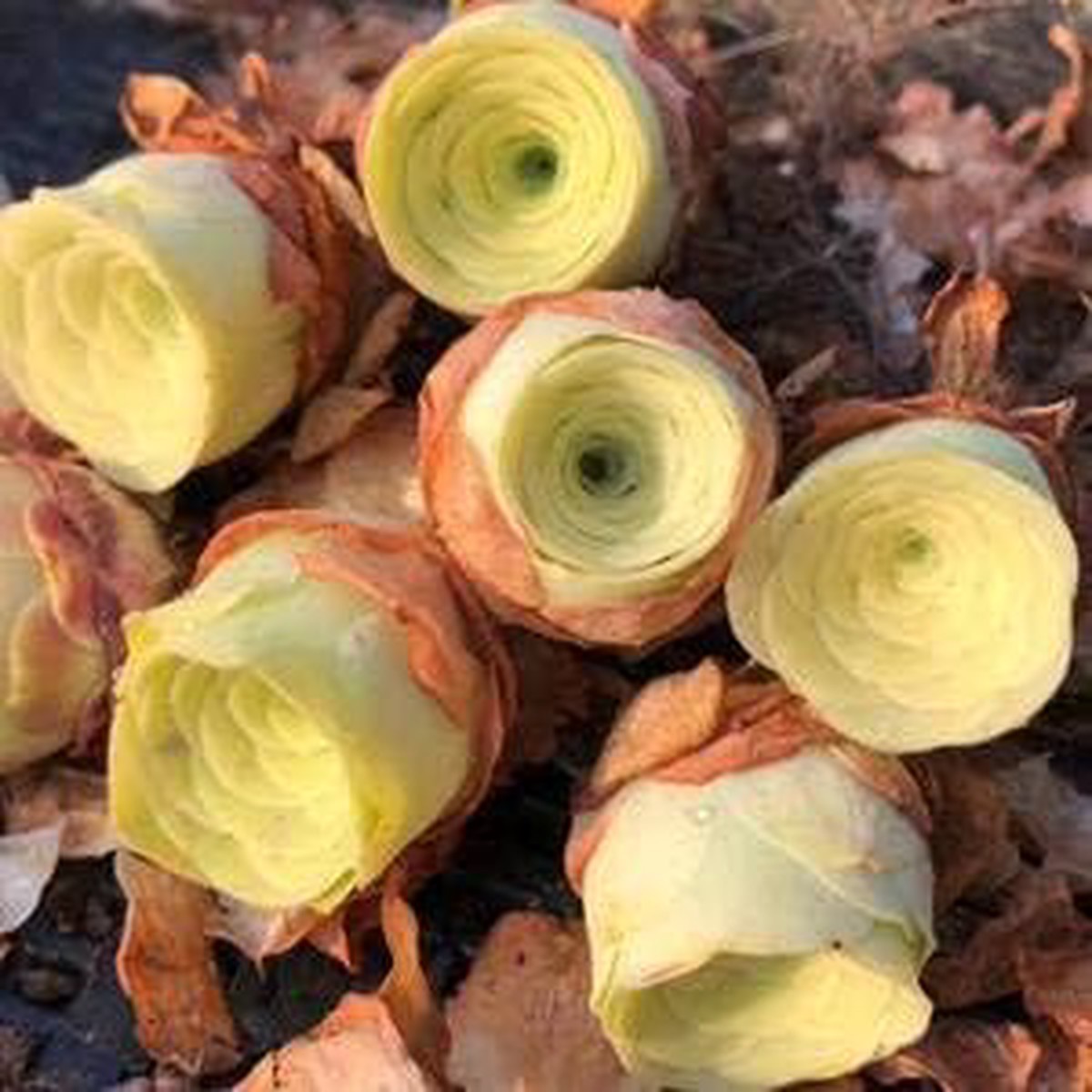 Light Yellow Greenovia Heirloom Non-GMO Seeds for Planting High Germination Organic Garden Seeds for Succulent Lovers