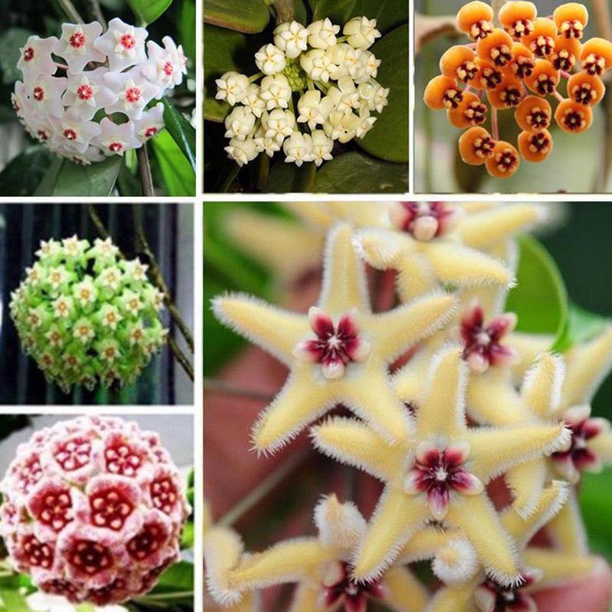 Mix Hoya Carnosa Ball Orchid Flower Seeds for Planting Heirloom Non-GMO Organic Garden Seeds with High Germination